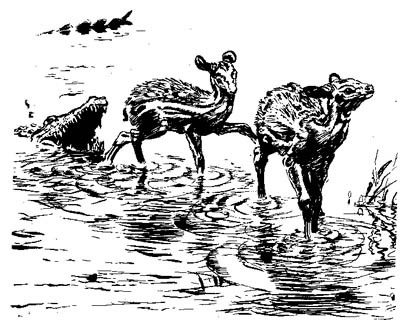 cubs Palaeomeryx