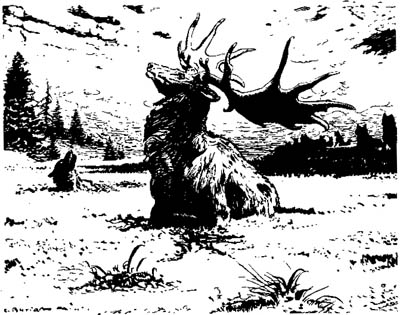 Megaloceros_swamp