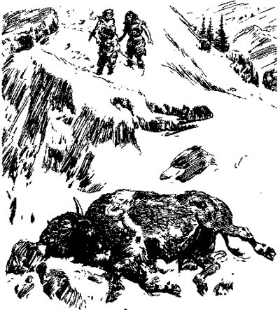 bison_dead