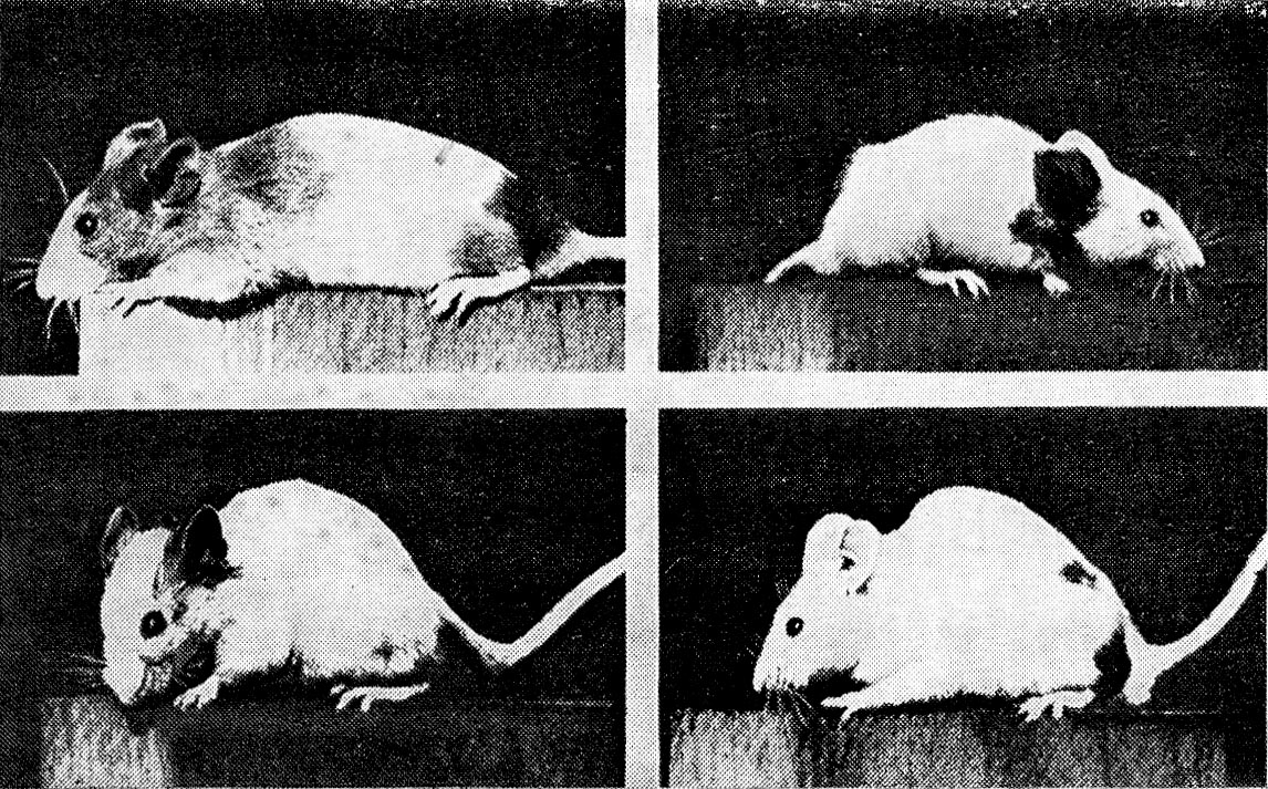 Мыши николаев. Опыты на мышах. Экспериментальные крысы. Мышь и крыса.