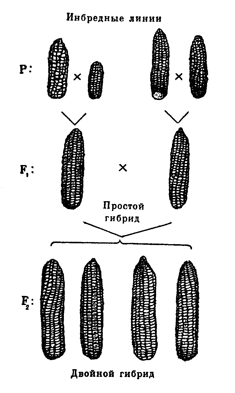Гетерозис кукурузы. Репродуктивный гетерозис. Двойная Межлинейная гибридизация кукурузы. Гетерозисные гибриды кукурузы.