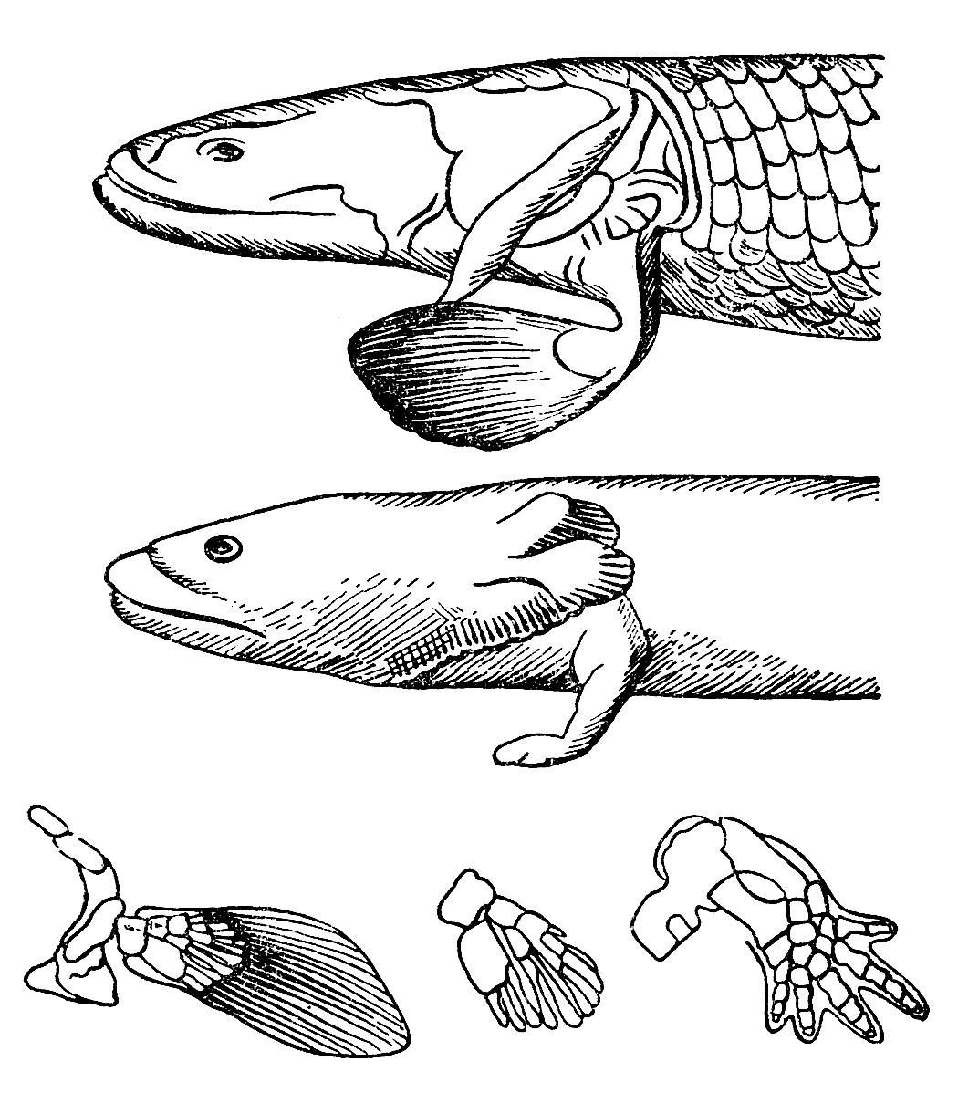 Кистеперая рыба Эволюция. Древние кистеперые рыбы Эволюция. Латимерия скелет. Кистеперые рыбы конечности. Появление кистеперых рыб