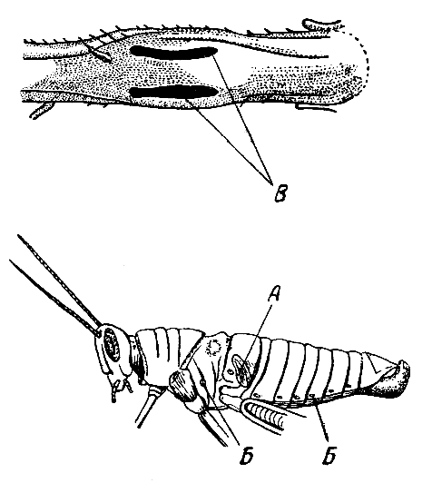 Дыхательная система кузнечика. Конечности кузнечика. Дыхальца насекомых расположены на. Строение ноги кузнечика. Конечности пчелы и кузнечика ласты дельфина