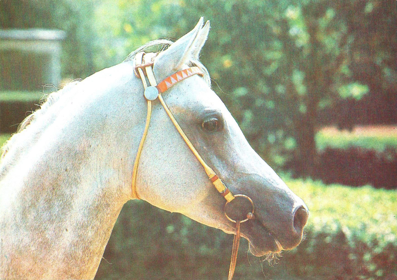 Лошади 9 лет. Терский конный завод. Терская лошадь. Арабская лошадь Асуан. Лошади Пакистана.