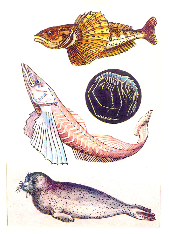 Живые организмы байкала. Байкальская рыбка эндемик. Байкальские эндемики рыбы. Эндемики озера Байкал. Озерные обитатели.